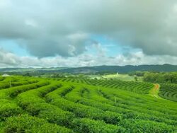 Tea Plant HDR pan tilt Stock Footage