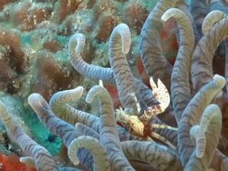MS Shot of Single porcelain crab hiding in sway tentacles of anemone / Sodwana Bay, KwaZulu Natal, South Africa Stock Footage