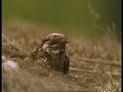 CU Nightjar, camouflaged lying on its eggs, Western Ghats, India Stock Footage