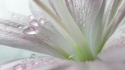 Water droplets fall on Lily Stock Footage