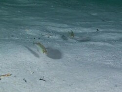 "Rough Scad, fish swimming sea bed, Gulf of Mexico" Stock Footage