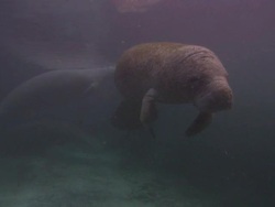 Manatee hovering sleepily, Florida, North Atlantic Ocean  Stock Footage