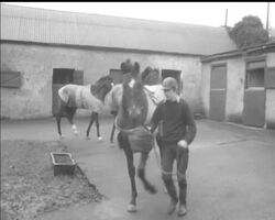 GRAND NATIONAL HORSES News Clip