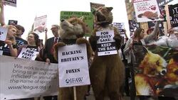 Dozens of fox hunting protesters including Brian May and SNP group leader Angus Robertson hold rally at Westminster as Cameron is forced into climbdown on English hunt ban by Scots nationalists News Clip