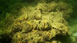 Starfish cling to corals. Stock Footage