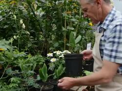 Worker examining potted plants in plant nursery greenhouse Stock Footage