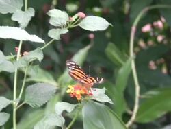 Monarch butterfly Stock Footage