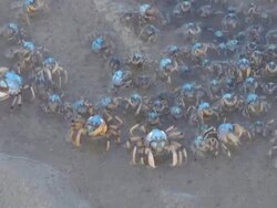 soldier crabs Stock Footage