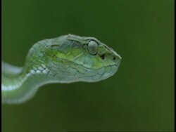 CU green snake head in profile, Western Ghats, India Stock Footage