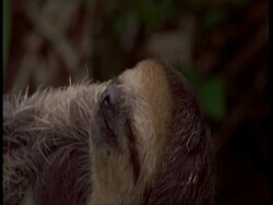 CU Sleepy Three-toed sloth, South America Stock Footage
