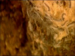 Gypsy moth (Lymantria dispar) caterpillars, Andalusia, Southern Spain Stock Footage