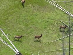 MS AERIAL TS Shot of Elk running on green field having broken trees / Wyoming, United States Stock Footage