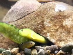 Saltwater Fish Stock Footage