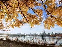 WS Autumnal yellow leaves and reservoir shine by sunlight at central park / New York, United States Stock Footage