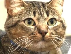 The economy is hitting home at some shelters as the number of pets being dropped off has spiked but the number of animals being adopted has decreased. News Clip
