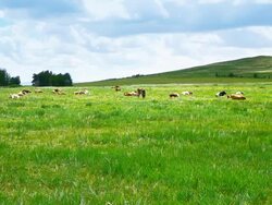 Cattles group on grassland Stock Footage