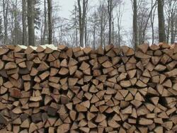 MS Shot of stacked firewood in forest / Orscholz, Saarland, Germany Stock Footage