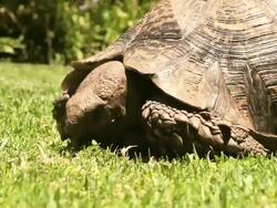 Tortoise eating grass Stock Footage