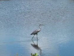 Wading Bird Walking Stock Footage