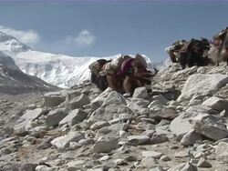 MS ZI Several yaks with packs walking through rocky area / Madagascar Stock Footage