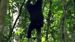 A chimpanzee climbs down a tree trunk. Stock Footage