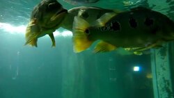 Fish in water Stock Footage