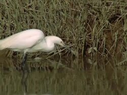 Egret Stock Footage