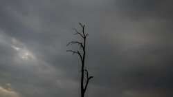 Panning Time-Lapse of Cloud moving over the dead tree Stock Footage