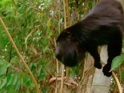 Howler monkey gets climbs down tree branch to get fruit Stock Footage