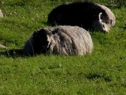 Sheep awaken in the morning. Stock Footage
