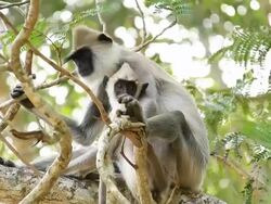 Gray Langur monkey Stock Footage