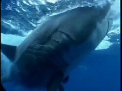 MCU Great White Shark taking bait and thrashing past camera, Mexico Stock Footage