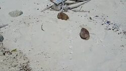 Plastic waste washed up along the shoreline in the Cocos Islands News Clip