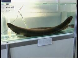 HONG KONG: 4TH ANNUAL INTERNATIONAL PET SHOWCASE Instructional Video