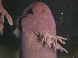 Tadpole of Common Frog (Rana temporaria) with gills Stock Footage