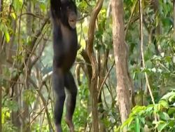 MS 2 young Chimpanzees hanging from vines and playing, Dangling from each other Stock Footage