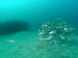 MS Shot of School of sweepers and cardinal fish swimming or drifting with surge / Matola, Maputo, Mozambique Stock Footage