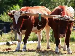 MS Two reddish brown and white bulls joined by yoke and chewing / Near Lican Ray, RegiÃŒ_n de Los Lagos, Chile  Stock Footage