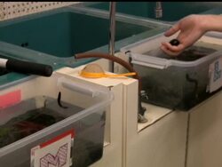 The folks in White Bear Lake, Minn. are sorting leeches and getting pulled pork ready for the Governor's Fishing Opener. Fishing is Minnesota's top tourism draw. News Clip