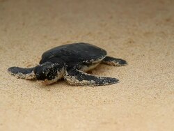 Sea Turtle hatchling Stock Footage