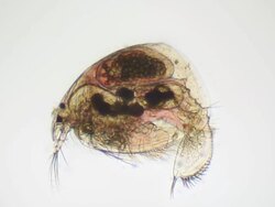 Microorganism - Daphnia Stock Footage