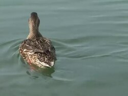 HD: Female duck Stock Footage