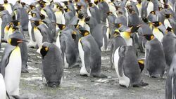 King Penguins on the beach at Gold Harbour on South Georgia, Southern Ocean. Stock Footage