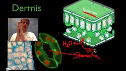 Plant Structure Instructional Video