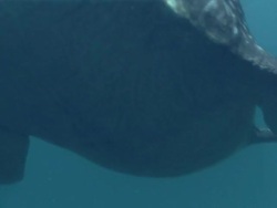 Low Angle pan-left pan-right - A school of fish swims behind a dinosaur as another dinosaur swims through another school of fish. / Dallas, Texas, USA Stock Footage