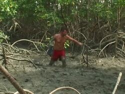 MS Man hunting crabs at mangrove / Ilha dos Lencois, Maranhao, Brazil Stock Footage