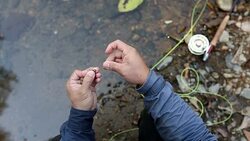 Fly Tying Stock Footage