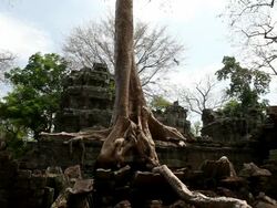 WS Tree and roots coming out of  ruble and ruins at Ta Prohm / Siem Reap, Siem Reap, Cambodia Stock Footage