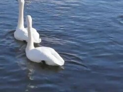 Swan and other bird's Stock Footage