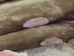 ECU ZO Fish market counter containing numerous sharks including hammerheads and whale shark meat / Brunei, Brunei Darussalam Stock Footage